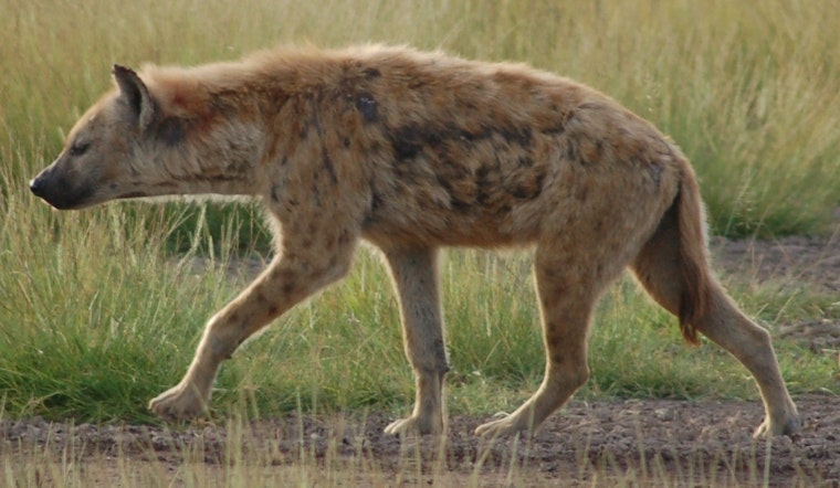 WSU Student Nick DiPietro Explores African Carnivores in Tanzania with Help from Gilman Scholarship