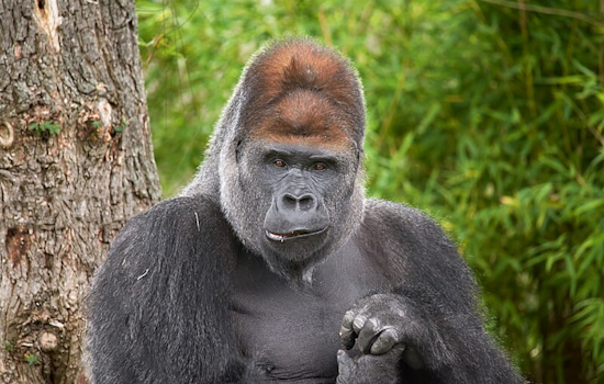 Zoo Knoxville Mourns the Loss of Kowali, Beloved 47-Year-Old Gorilla and Conservation Ambassador