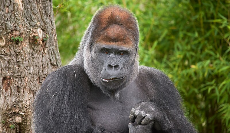 Zoo Knoxville Mourns the Loss of Kowali, Beloved 47-Year-Old Gorilla and Conservation Ambassador