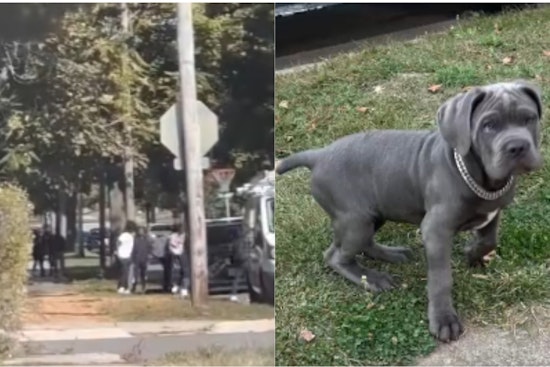 VIDEO: Akron Police Seek Public Help to Identify Suspects in Theft of Cane Corso Puppy
