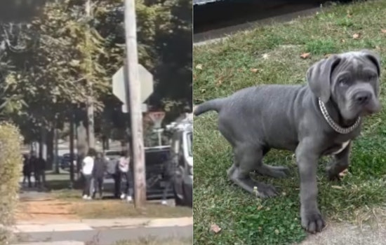 VIDEO: Akron Police Seek Public Help to Identify Suspects in Theft of Cane Corso Puppy