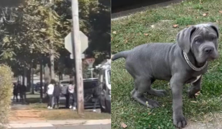 VIDEO: Akron Police Seek Public Help to Identify Suspects in Theft of Cane Corso Puppy