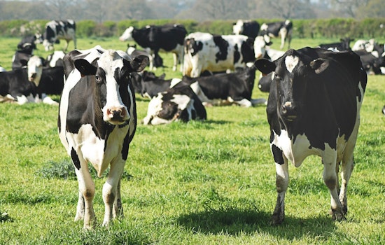 Arizona Ranchers Resist Trump's Proposal to Import Argentine Beef Amid Market Concerns