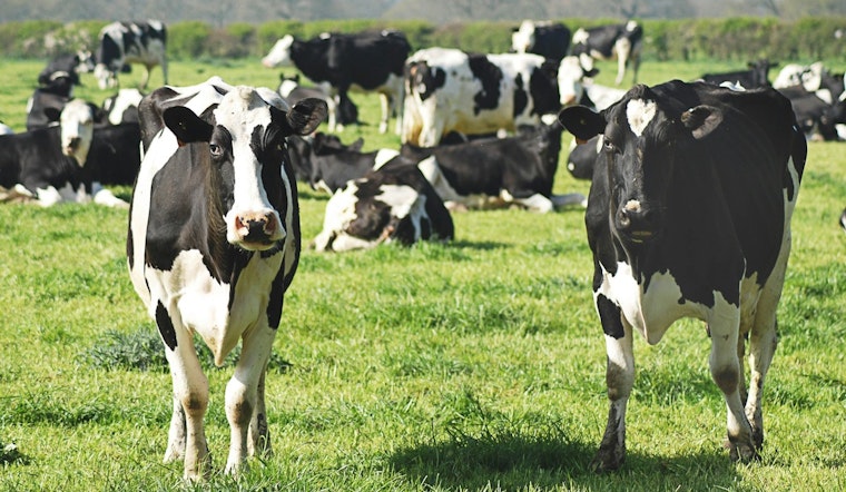 Arizona Ranchers Resist Trump's Proposal to Import Argentine Beef Amid Market Concerns