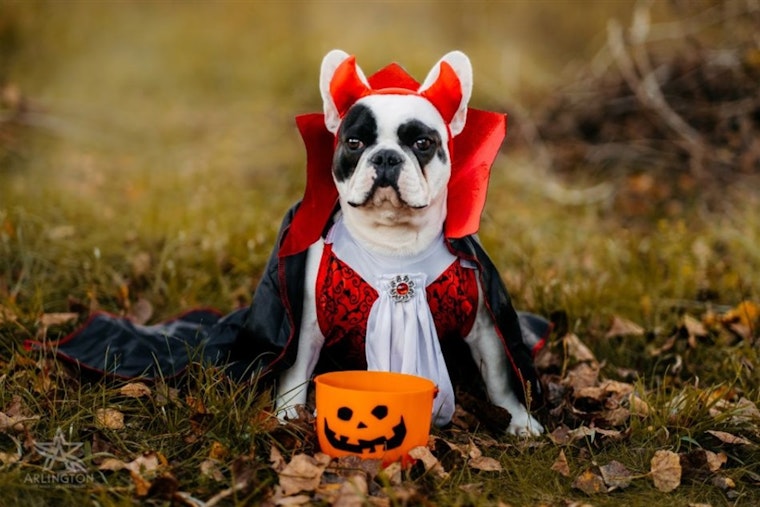 Arlington Animal Services Unleashes Fun with Inaugural Wag-o-Ween Event on Oct 25
