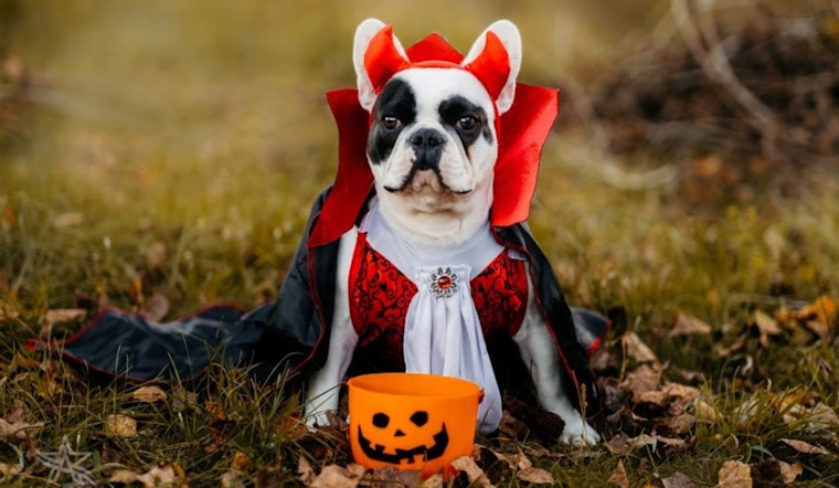 Arlington Animal Services Unleashes Fun with Inaugural Wag-o-Ween Event on Oct 25