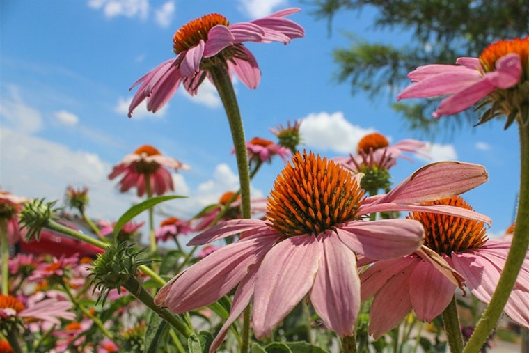 Arlington's Urban Forestry Expert Recommends Top Fall-Flowering Plants to Enhance Your Garden's Autumnal Appeal