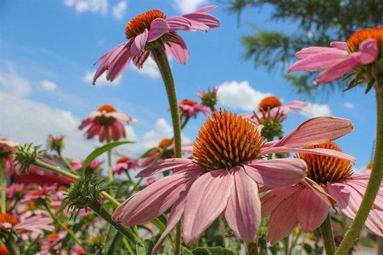 Arlington's Urban Forestry Expert Recommends Top Fall-Flowering Plants to Enhance Your Garden's Autumnal Appeal