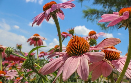 Arlington's Urban Forestry Expert Recommends Top Fall-Flowering Plants to Enhance Your Garden's Autumnal Appeal