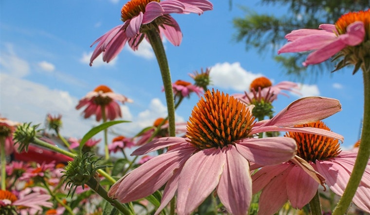 Arlington's Urban Forestry Expert Recommends Top Fall-Flowering Plants to Enhance Your Garden's Autumnal Appeal
