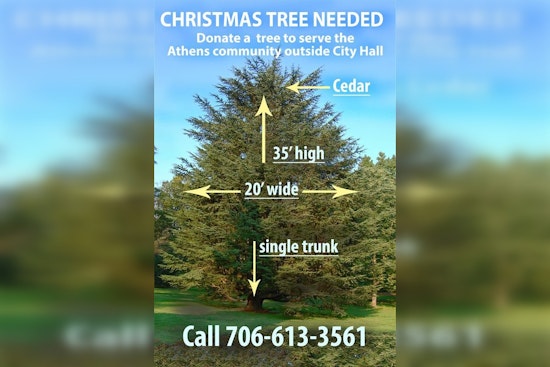 Athens-Clarke County Calls on Locals to Donate a Majestic Cedar for City Hall's Christmas Display