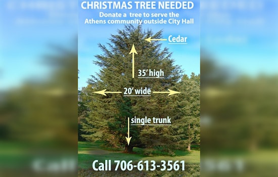 Athens-Clarke County Calls on Locals to Donate a Majestic Cedar for City Hall's Christmas Display