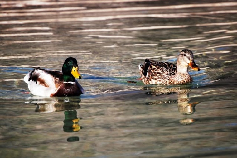 Avian Influenza Cases Surge Near Las Vegas, NDOW Urges Caution for Nevada Hunters