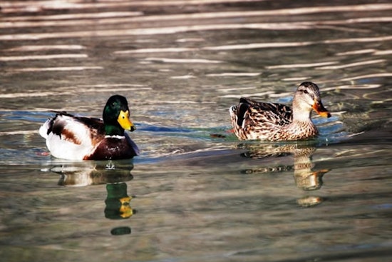 Avian Influenza Cases Surge Near Las Vegas, NDOW Urges Caution for Nevada Hunters