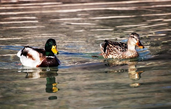 Avian Influenza Cases Surge Near Las Vegas, NDOW Urges Caution for Nevada Hunters