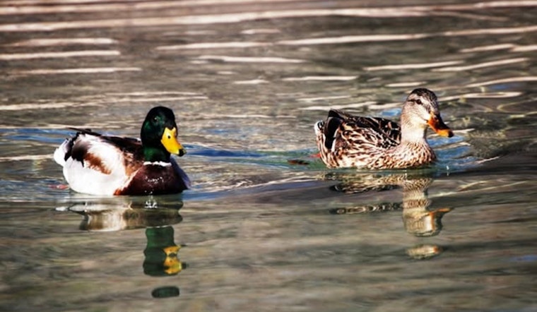 Avian Influenza Cases Surge Near Las Vegas, NDOW Urges Caution for Nevada Hunters