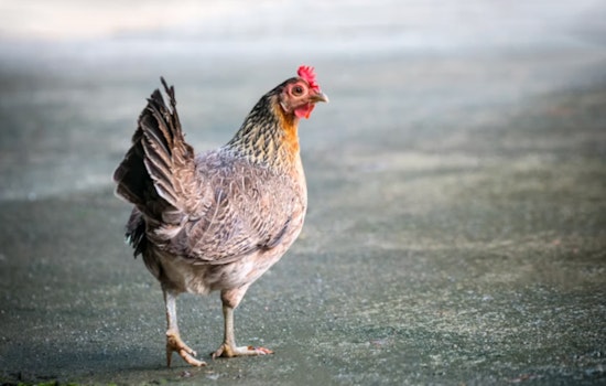 Backyard Poultry Flock in Racine County Confirmed with Bird Flu, Wisconsin Strengthens Biosecurity Measures