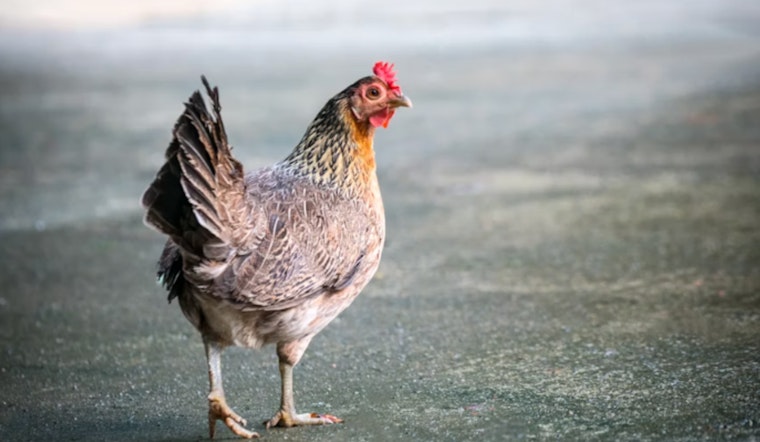 Backyard Poultry Flock in Racine County Confirmed with Bird Flu, Wisconsin Strengthens Biosecurity Measures