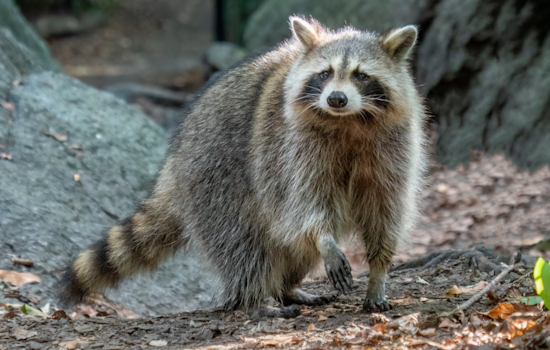 Baltimore School on High Alert as Raccoon Tests Positive for Rabies at Fallstaff Elementary/Middle