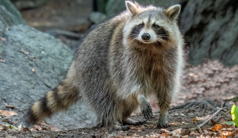 Baltimore School on High Alert as Raccoon Tests Positive for Rabies at Fallstaff Elementary/Middle