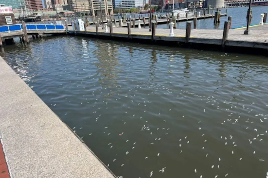 Baltimore's Inner Harbor Holds Steady with "C" Grade in Ecosystem Health, Swim Safety Improves