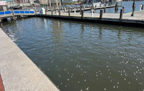Baltimore's Inner Harbor Holds Steady with "C" Grade in Ecosystem Health, Swim Safety Improves