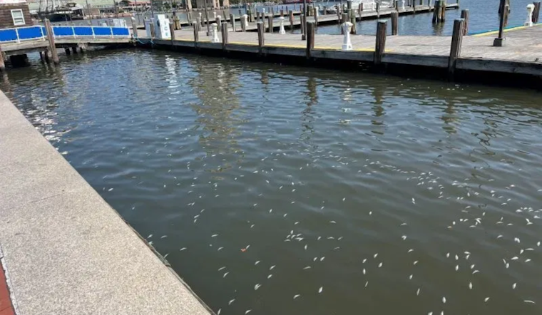 Baltimore's Inner Harbor Holds Steady with "C" Grade in Ecosystem Health, Swim Safety Improves