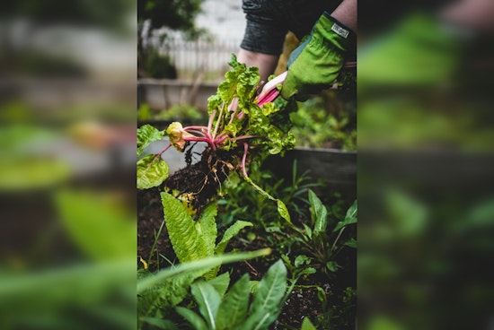 Bipartisan Bill Aims to Bolster Organic Farming Through Expanded USDA Research and Support