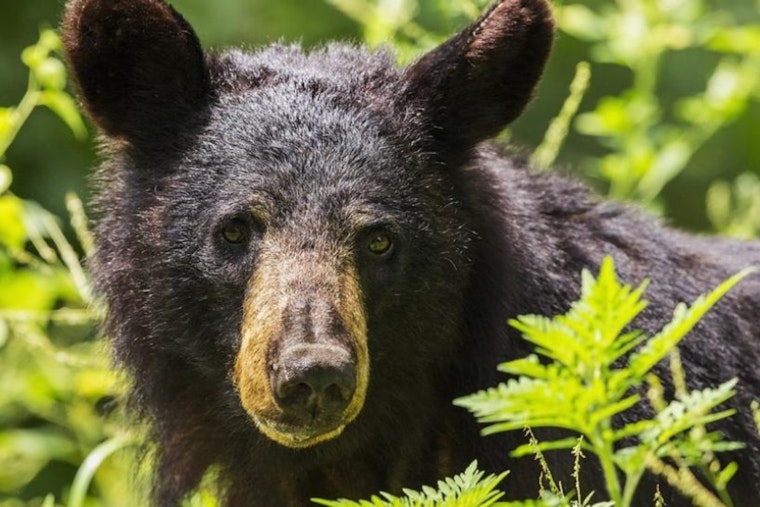 Boulder Residents Advised to Bear-Proof Their Trash as Bears Seek Pre-Hibernation Snacks in the City
