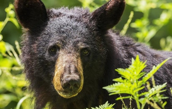 Boulder Residents Advised to Bear-Proof Their Trash as Bears Seek Pre-Hibernation Snacks in the City