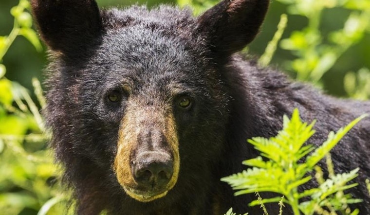 Boulder Residents Advised to Bear-Proof Their Trash as Bears Seek Pre-Hibernation Snacks in the City