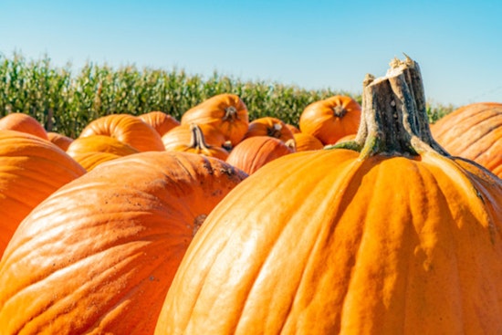 Brooklyn Park Invites Residents to Compost Halloween Pumpkins for Greener Celebrations
