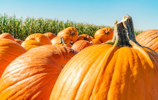 Brooklyn Park Invites Residents to Compost Halloween Pumpkins for Greener Celebrations