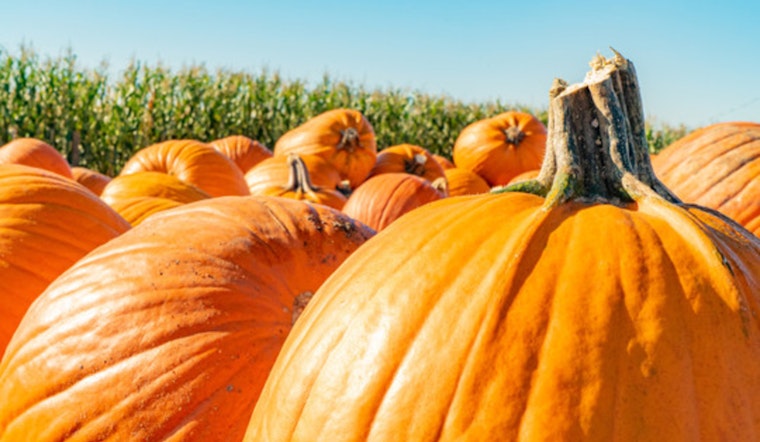 Brooklyn Park Invites Residents to Compost Halloween Pumpkins for Greener Celebrations