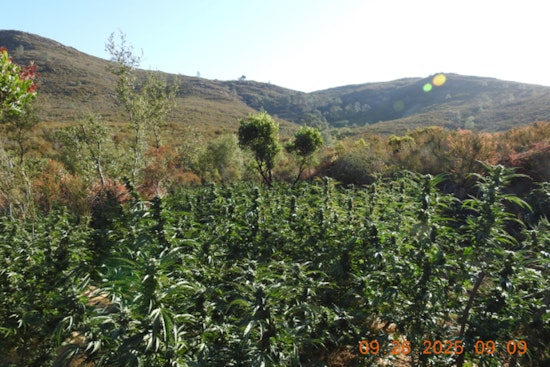 Calaveras County Sheriff's Office and BLM Eradicate Large Illegal Marijuana Grow Near Hogan Lake