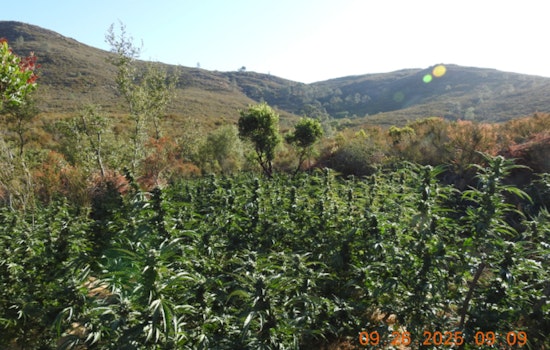 Calaveras County Sheriff's Office and BLM Eradicate Large Illegal Marijuana Grow Near Hogan Lake