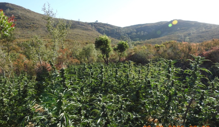 Calaveras County Sheriff's Office and BLM Eradicate Large Illegal Marijuana Grow Near Hogan Lake