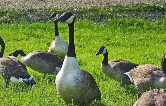 Cameron Park Geese Test Positive For Bird Flu