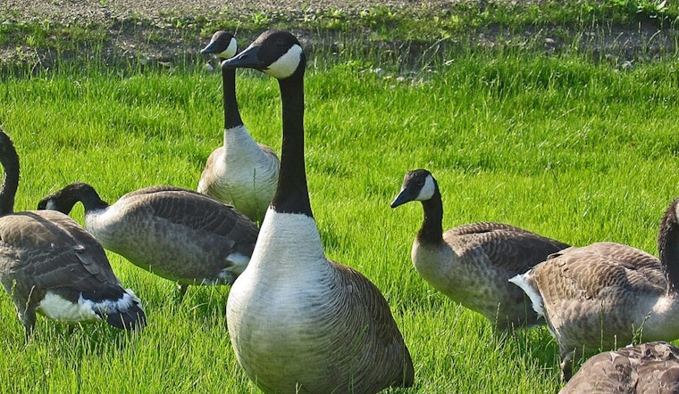 Cameron Park Geese Test Positive For Bird Flu