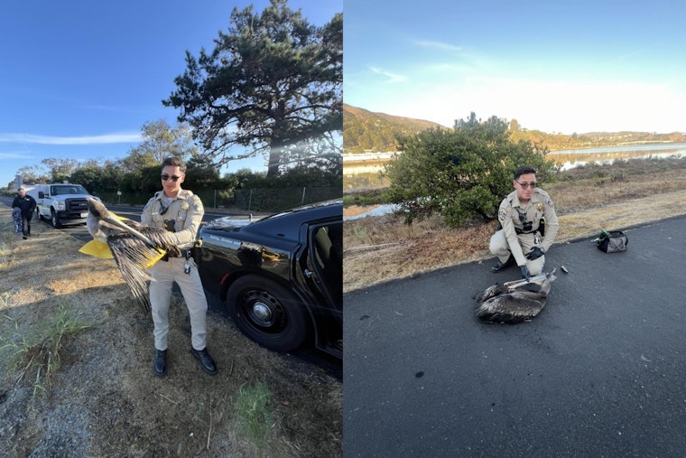 Caring First Responders and Community Efforts Save Injured Pelican in Brisbane, California