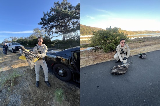 Caring First Responders and Community Efforts Save Injured Pelican in Brisbane, California