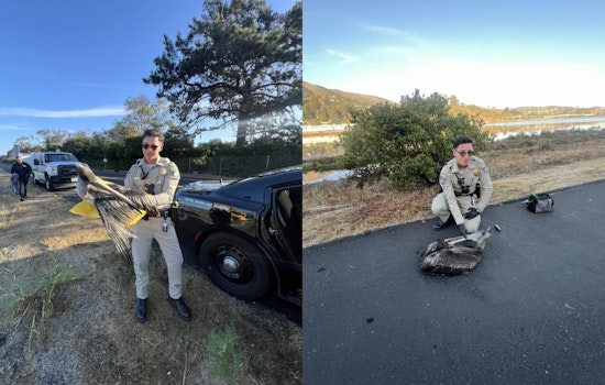 Caring First Responders and Community Efforts Save Injured Pelican in Brisbane, California