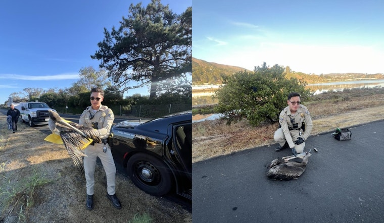 Caring First Responders and Community Efforts Save Injured Pelican in Brisbane, California