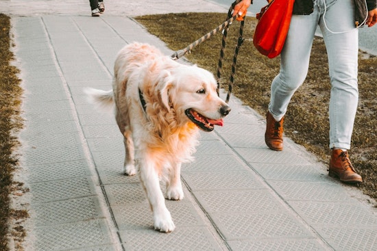 Carver County Parks Reinforces Leash Laws for Dog Owners, Highlights Off-Leash Area for Canine Fun
