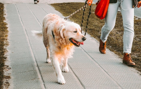 Carver County Parks Reinforces Leash Laws for Dog Owners, Highlights Off-Leash Area for Canine Fun