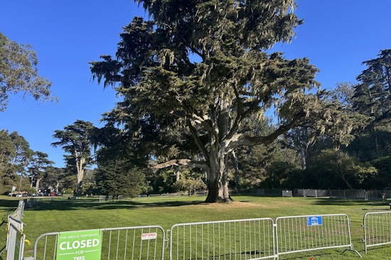 Century-Old Monterey Cypress in Golden Gate Park Fell, To Be Repurposed for Nature Exploration