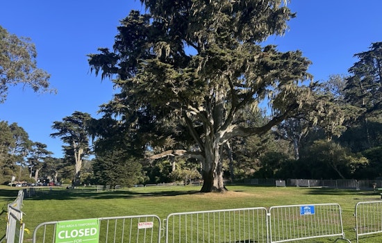 Century-Old Monterey Cypress in Golden Gate Park Fell, To Be Repurposed for Nature Exploration