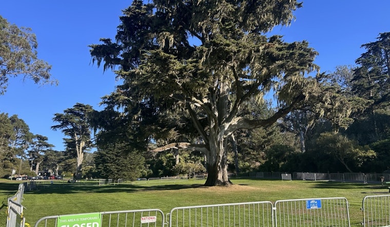 Century-Old Monterey Cypress in Golden Gate Park Fell, To Be Repurposed for Nature Exploration