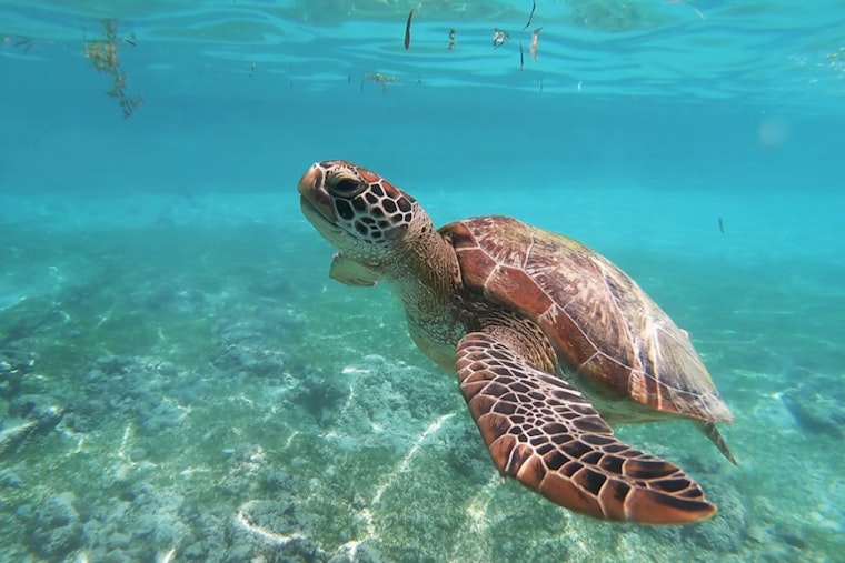 Charlotte County Honors Local Businesses for Sea Turtle-Friendly Lighting Efforts