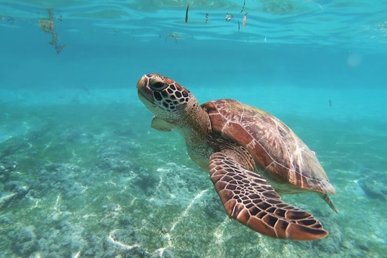 Charlotte County Honors Local Businesses for Sea Turtle-Friendly Lighting Efforts